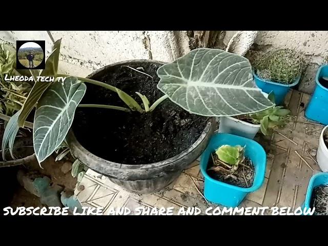 WELCOME TO LHEODA TECH TV GARDEN V1