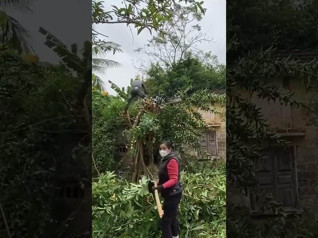 cutting trees on the roof, clean up house, #cleaningup ,#cleanup ,#cuttingdown