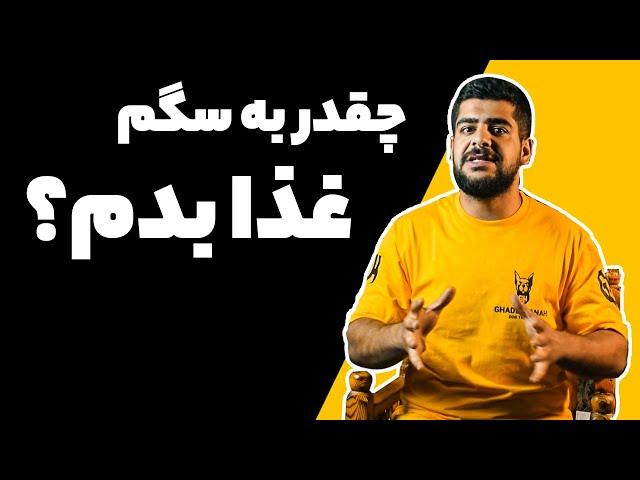 چند بار و چقدر به سگم غذا بدم؟ | میزان جیره غذایی سگ ها