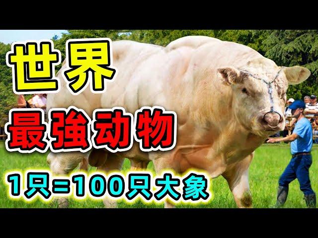 世界10種最強壯動物，100只大象加一起都不是對手，輕鬆推動1000倍自身體重。|#世界之最top #世界之最 #出類拔萃 #腦洞大開 #top10 #最強動物