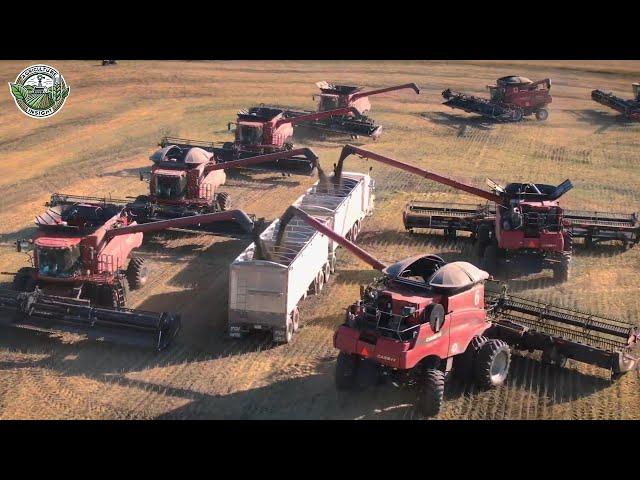 46 Billion Pounds Of Canola Are Harvested To Produce Oil This Way | Farming Documentary