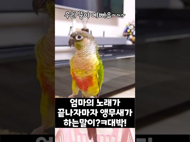 엄마의 노래가 끝나자마자 앵무새가 하는말?! #shorts #말하는앵무새 #앵무새 #뚱이
