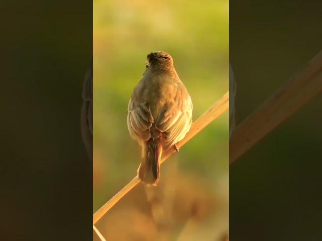 The paddyfield warbler|watch this beautiful bird#youtube #nature #birds #shorts