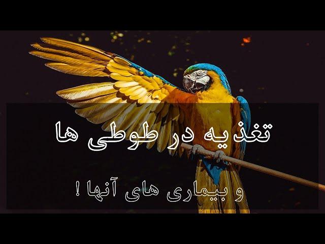 تغذیه در #طوطی ها و بیماری های آنها !