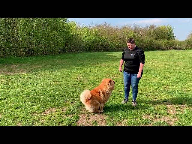 Chow Chow | Ninja | Dog Training in London