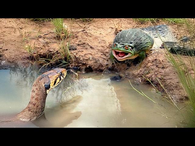 This Monster Frog Will Eat Anything! African Bullfrog in Action!