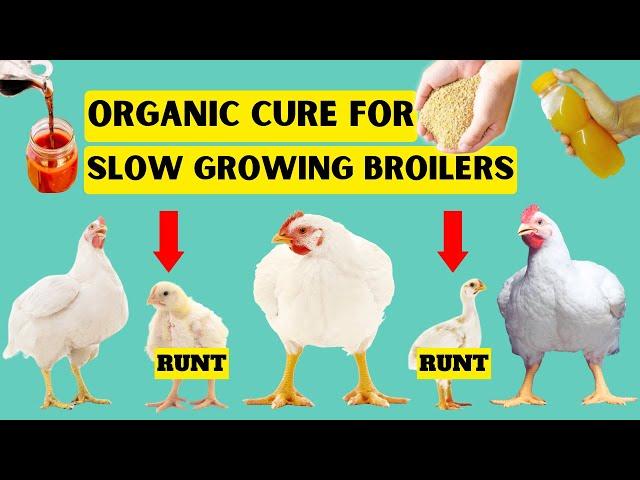 CURE SLOW GROWTH IN BROILERS IN 2 WEEKS | NATURAL CURE FOR POOR GROWING BROILER (RUNTS)