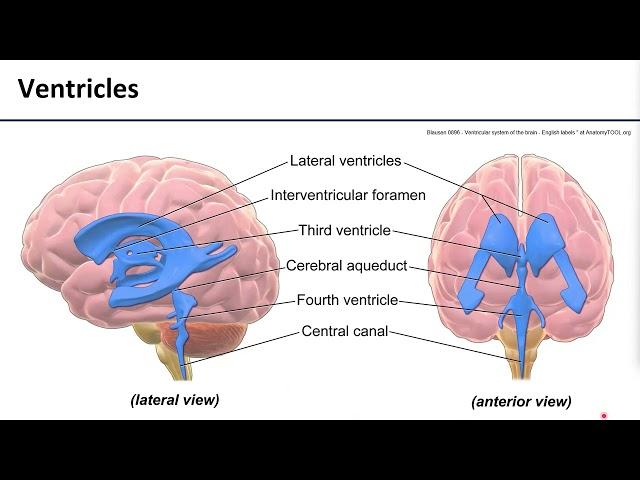 LO9 Ventricular System and CSF