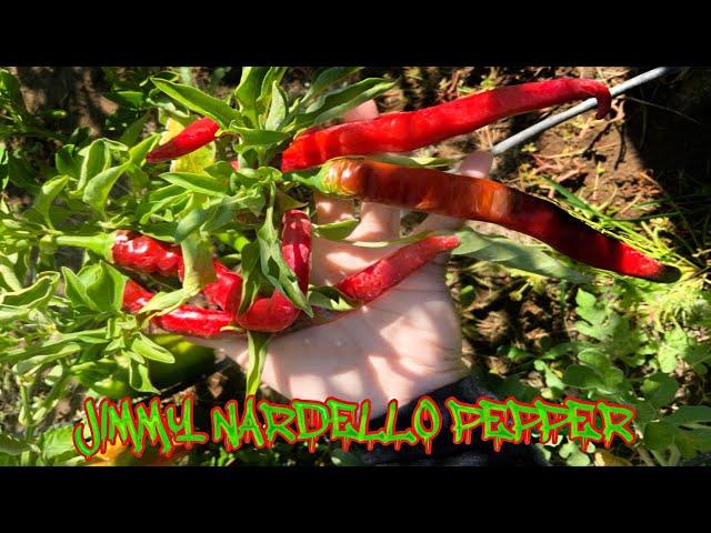 PEPPER PRINCESS | JIMMY NARDELLO PEPPER REVIEW