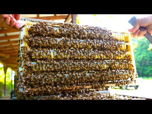 The process of mass-producing royal jelly. The number one apiary in Japan.