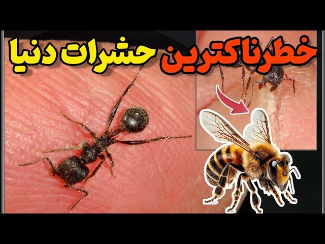 خطرناک ترین حشرات دنیا:آشنایی با ترسناک ترین خطرات اعضای جانوری