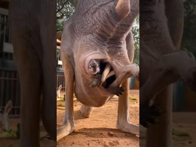 Baby Kangaroo Love His Mom Belly