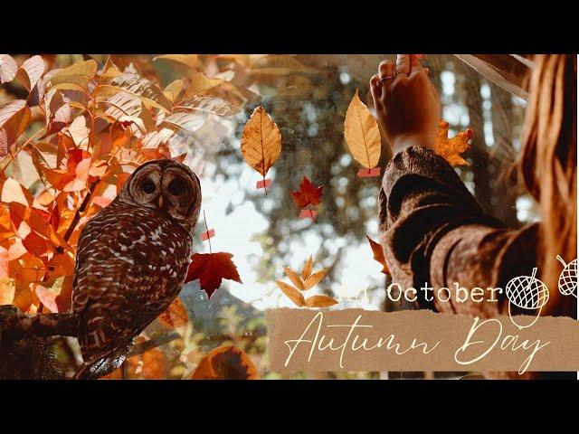 An October Autumn Day   finding fall colors, dipping leaves in beeswax & my owl friend is back!