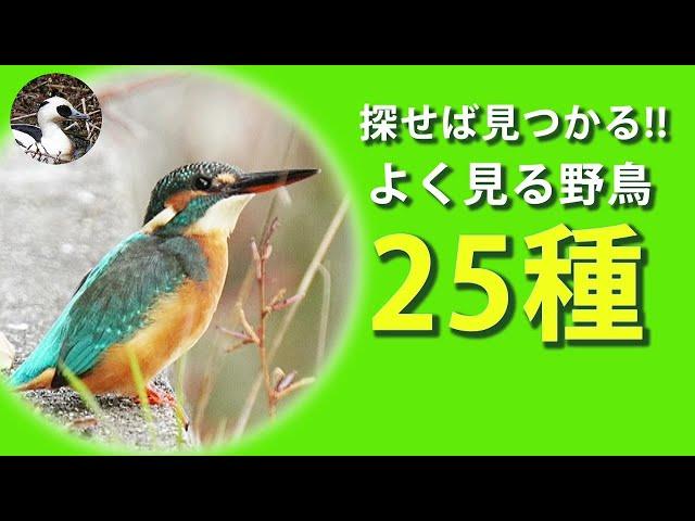 【解説】野鳥観察を始めよう！住宅街、公園、農耕地、水辺でよく見る野鳥25種を紹介！