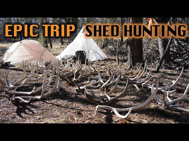 THE MOST ANTLERS WE’VE FOUND | #SHEDCRUSH EP.4