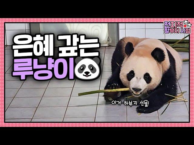 [전지적 할부지 시점] ep.223 할부지에게 대나무를 선물하는 루이 그리고 막강하게 돌아온 후동석까지! 바오패밀리의 매콤달콤한 일주일ㅋㅋㅋ│Panda World