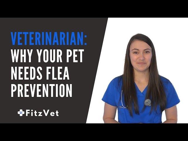 Veterinarian: Why Your Pet Needs Flea Prevention