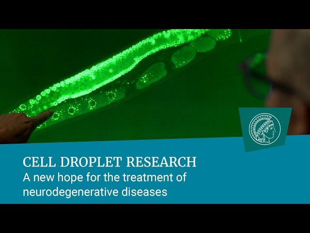 Cell droplet research | A new hope for the treatment of neurodegenerative diseases