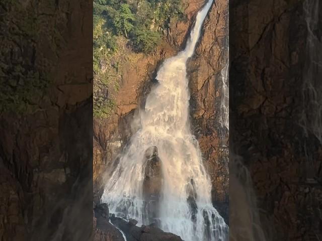 Beautiful Waterfalls inside of Similipal Tiger Reserve   #waterfall #waterfalls #travel #shorts