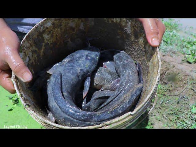 a Lot Fish Under Hole on Dry Season | Finding Fish in Secret Mud Hole on Dry Season