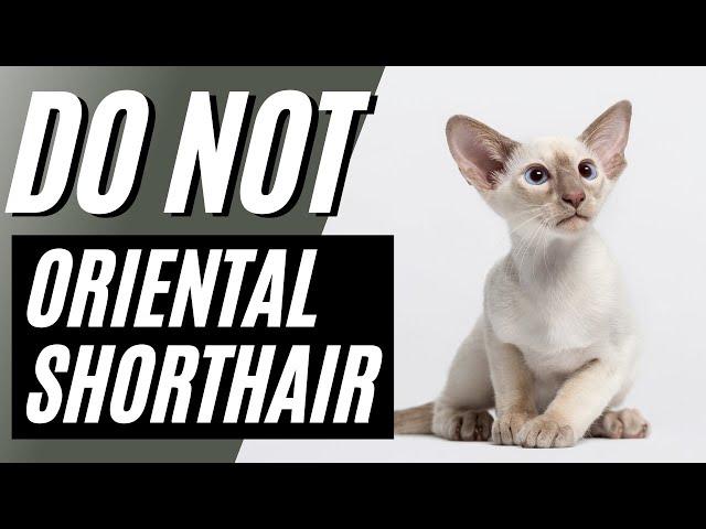 7 Reasons You Should NOT Get an Oriental Shorthair Cat