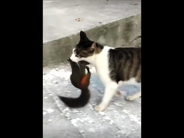 Cat vs Squirrel  #nature #wildlife #naturelover #hunting #cat #vs #squirrel #natureismetal #top