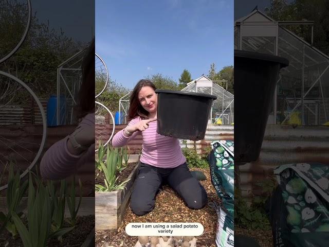 Potato planting ‍ #gardening #allotment #growyourownfood #garden #growyourownfood