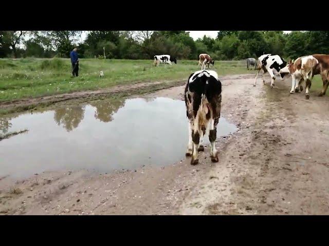 .МУЖ НЕ ХОЧЕТ ДЕРЖАТЬ ХОЗЯЙСТВО!АДСКИЙ ТРУД ИЛИ ВСЕ ПРЕУВЕЛИЧЕНО?!НАШИ УСЛОВИЯ И МОЕ МНЕНИЕ!