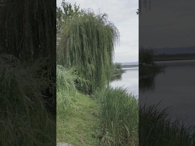 Willow tree mood #nature #sadness #lake #cinematic