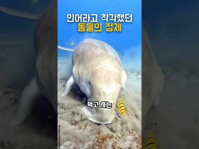 인어라고 착각했던 바다의 청소부 듀공