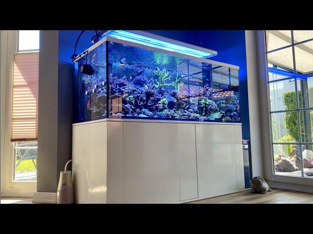 GERMAN REEF TANKS - 1250 Liter SPS Meerwasseraquarium - 180x80x70cm - #aquarium #reeftank #tour