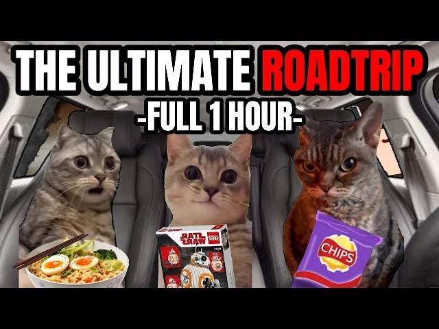 Cat Memes Roadtrip Compilation Full 1 Hour