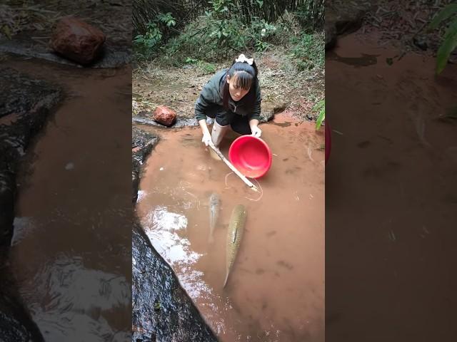 Fishing festival, ethnographic film, hybrid feeder fishing, tharu tribe, white springs fishery