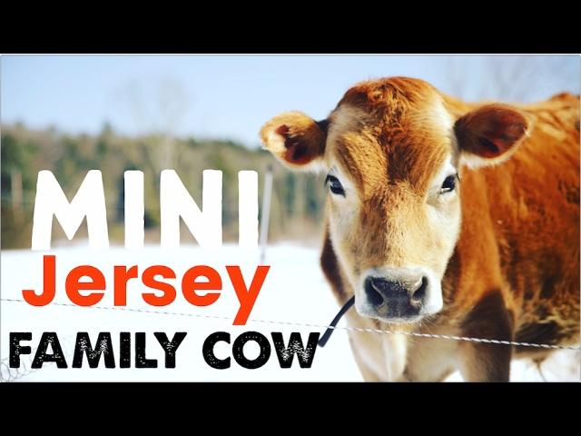 Mini Jersey Cow - The Perfect Miniature Family Cow