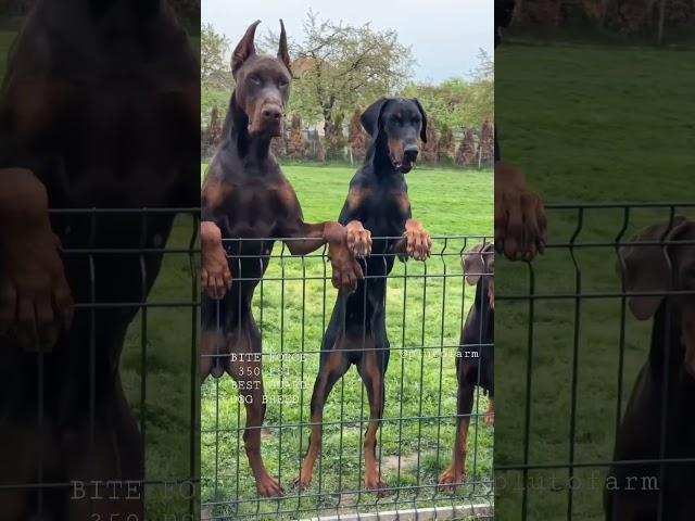 Aggressive Dobarman Dog Family  || Doberman Dog Guard Our Territory  #shorts