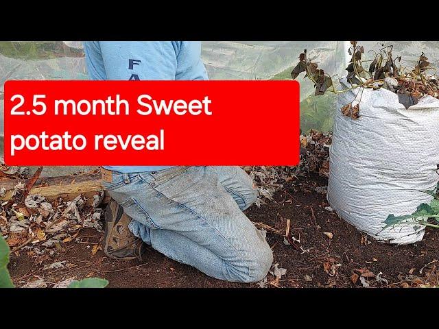 2.5 months sweet Potato experiment - reveal