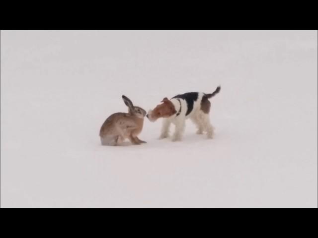 Wire fox terrier and hare. Friendly meeting.