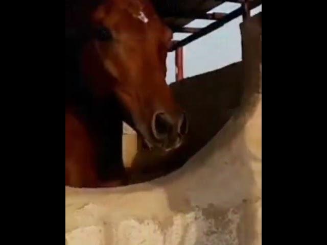 المهر داحس مع ابوه