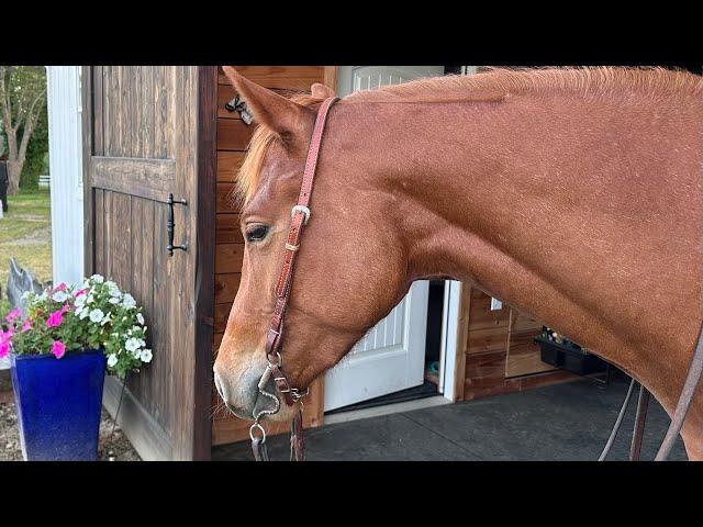 Flynn’s 1st Ranch Trail show. Score of 70.5