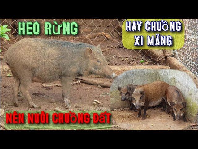 Heo Rừng Nên Nuôi Nhốt Chuồng XI MĂNG Hay CHUỒNG ĐẤT Là Đúng Cách Và Hiệu Quả Tối Ưu Nhất.