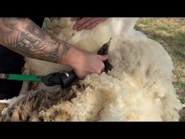 Matting & Over Growth Make Shearing Difficult