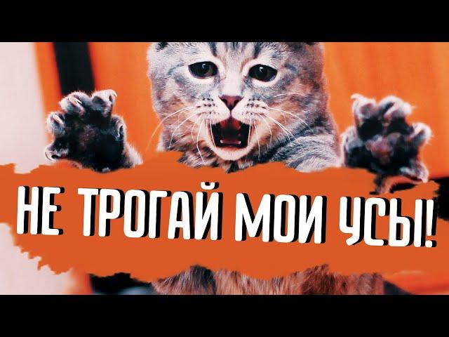 Почему кошек нельзя дёргать за усы?