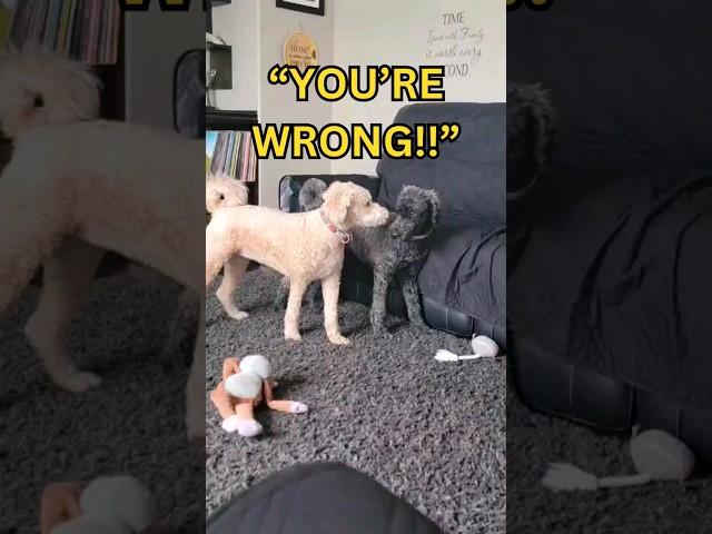 Funny Dog Growls 'I'm the Alpha Boss!' | Funny Whoodle Moments #FunnyDog #whoodle #cutedog #shorts