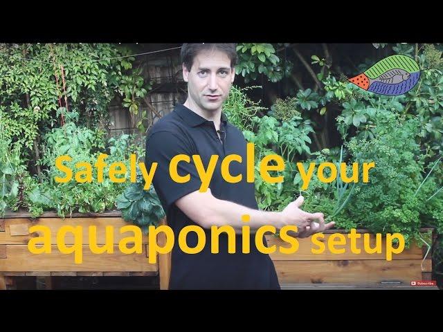 How to safely cycle your aquaponics setup