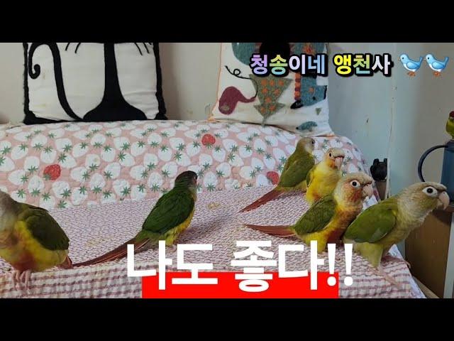 애완조&번식조(bird )