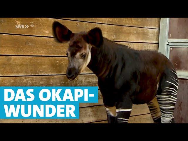 Unbemerkt geboren: Okapi-Baby in der Wilhelma