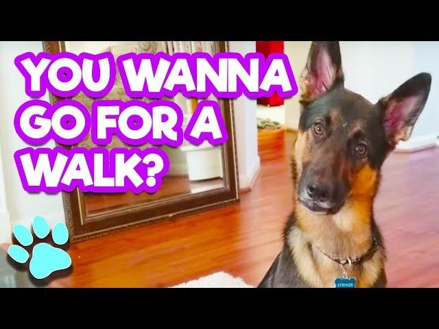 You Wanna Go For A Walk? | #thatpetlife