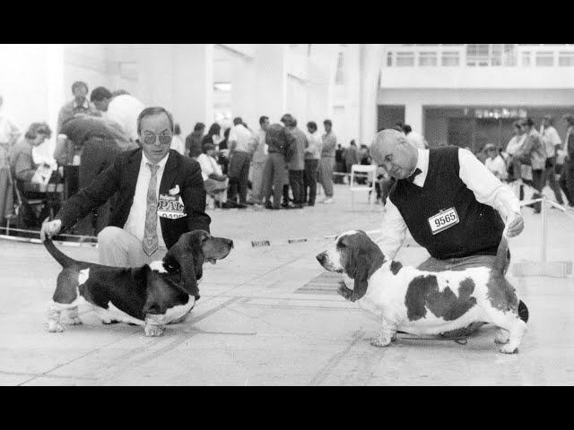 World Dog Show 1990 - Basset Hounds