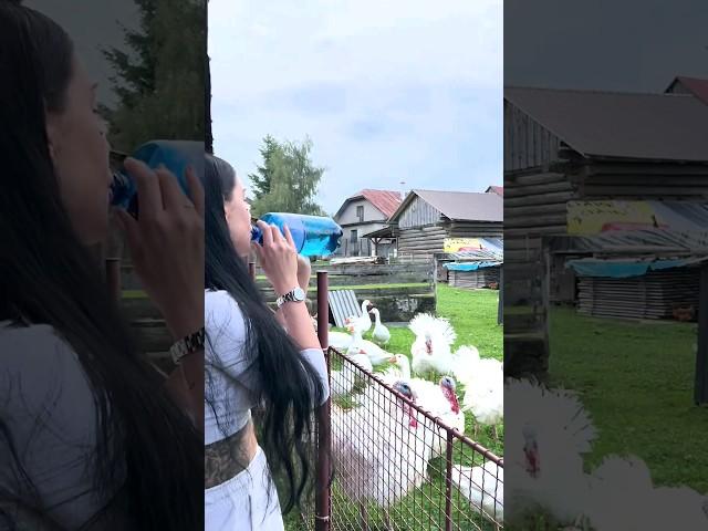 드디어 칠면조와 대화하는 법을 깨달은 여성...!