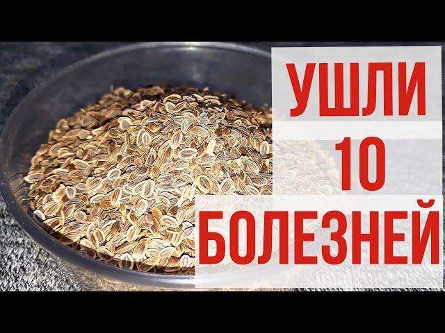 УШЛИ прочь10 БОЛЕЗНЕЙ. Пью каждый день УТРОМ и ВЕЧЕРОМ укропную ВОДУ.